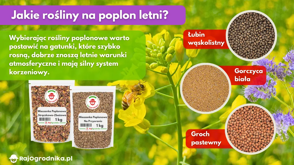 Jakie-rośliny-siać-na-poplon-letni-blog-rajogrodnika